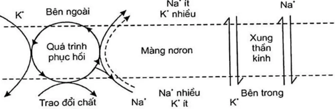 Hình  1.8.  Sơ  đồ  vận  chuyển  ion  qua  màng  cla  sqi  than  kinh  theo  Khojokin