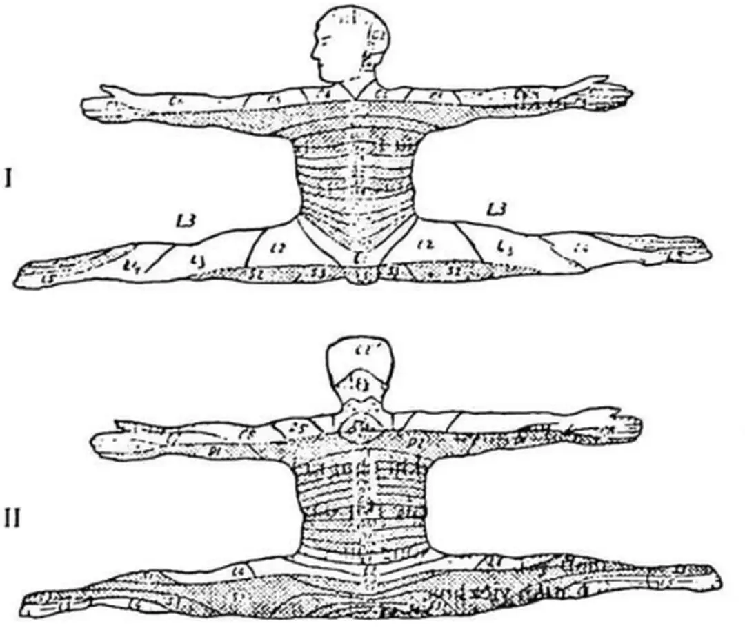 Hình  2.5.  Các  tiết  đoạn  thần  kinh  của  tủy  sống 