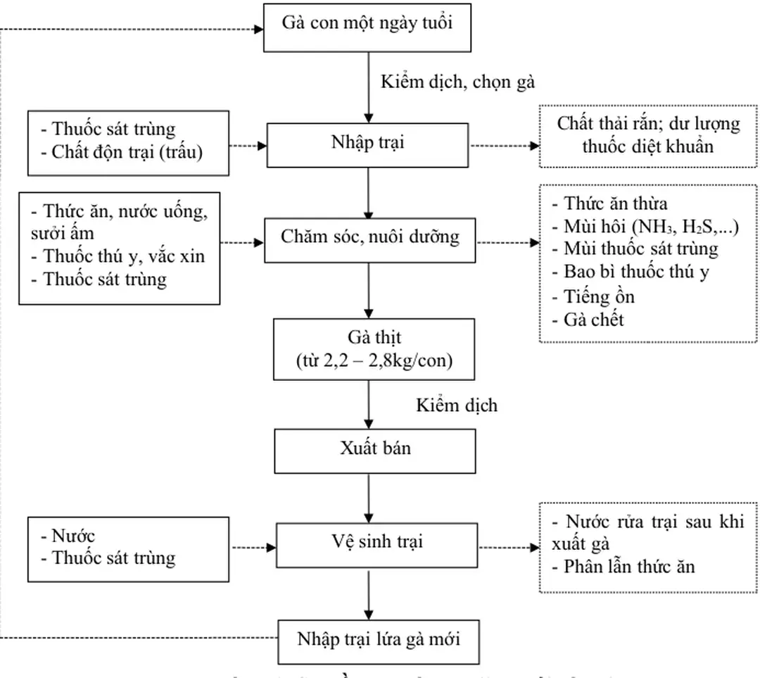 Hình 1: Sơ đồ quy trình chăn nuôi gà thịt